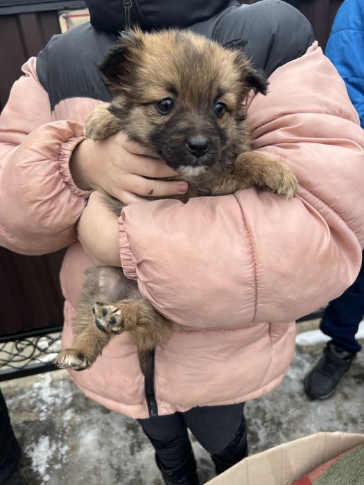 Цуценята в люблячу сімʼю