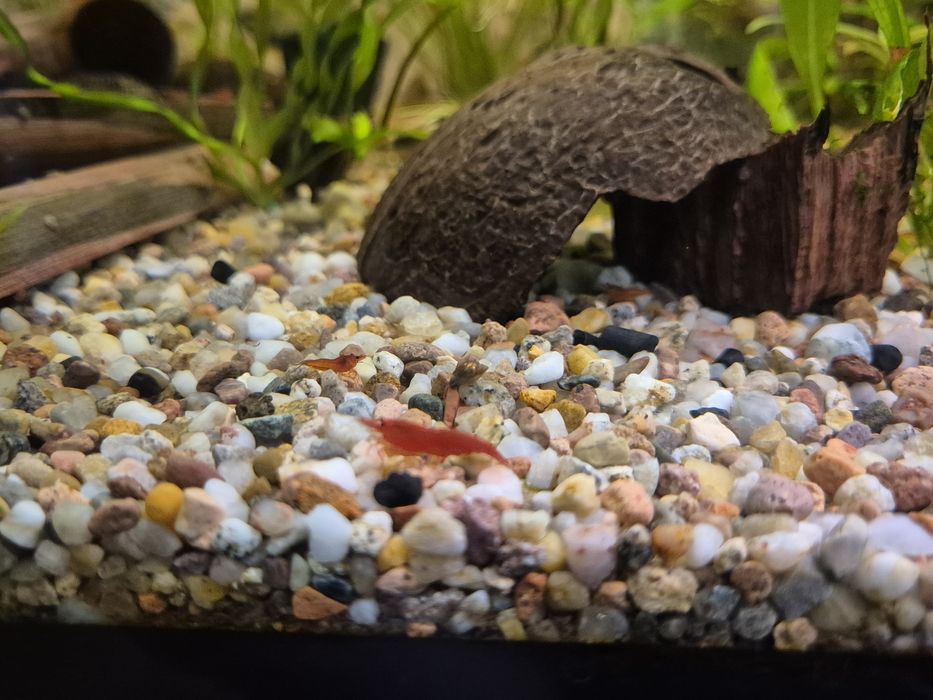 krewetki Bloody Mary