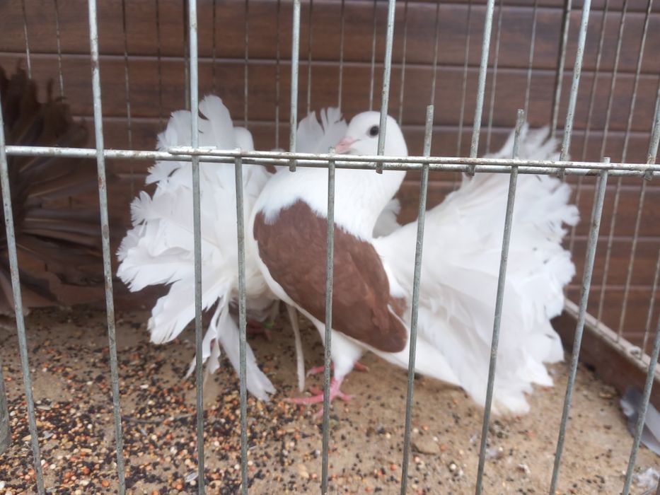 Pawiki różne kolory