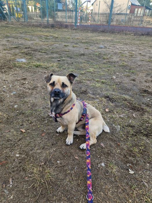 Borys w typie mopsa szuka domu