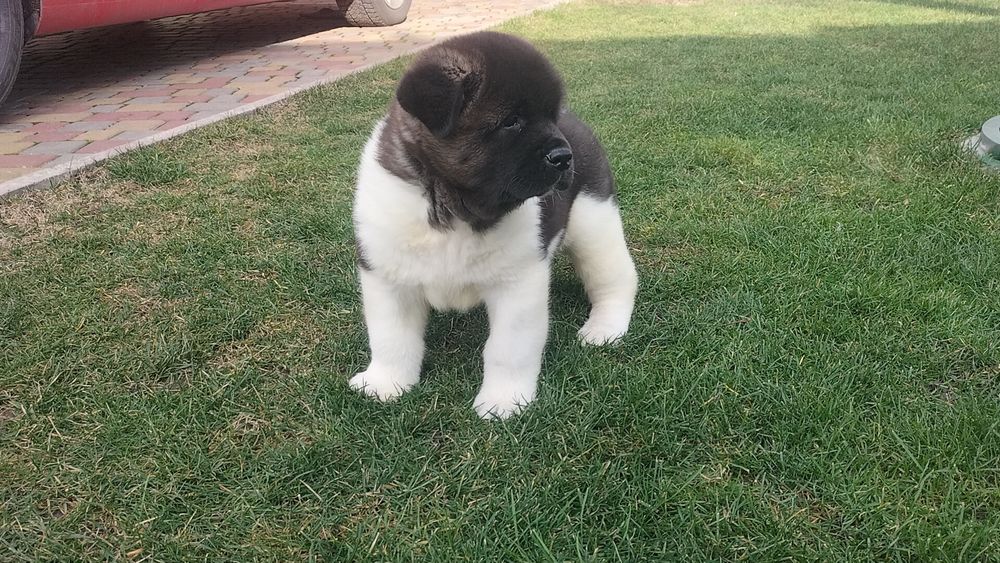 Шикарні Акіти Американські