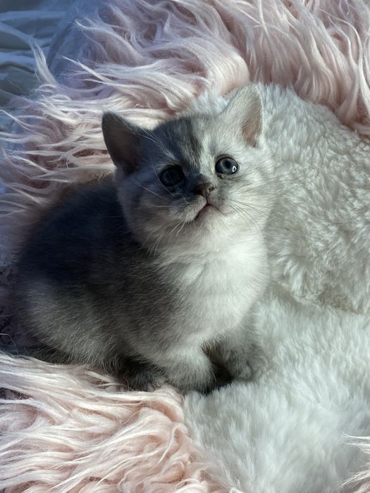 Серебристая шиншилла