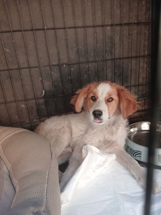 Хлопчик Вінні шукає сім‘ю! 5-6 місяців