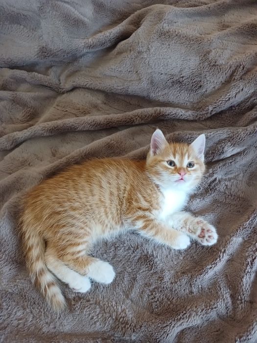 Кошенята 1міс. І 3 неділі.Хлопчик і дівчинка.