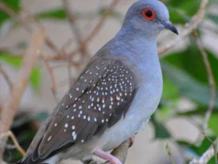 Aves disponiveis ( baixa de preço)