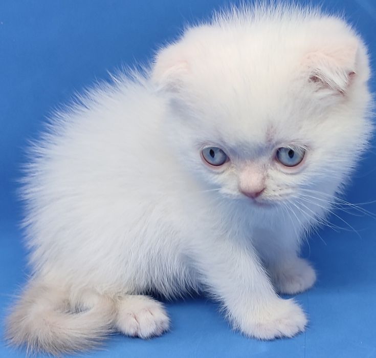 Скотиш фолд, вислоухий,шотландский, редкий