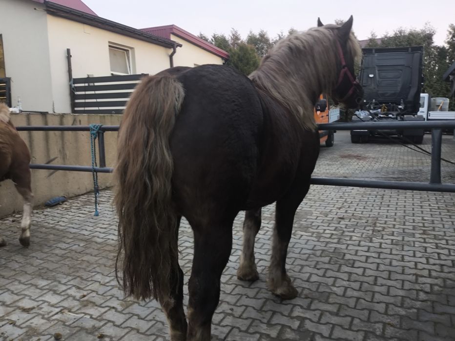 Sprzedam klacz z ogierkiem