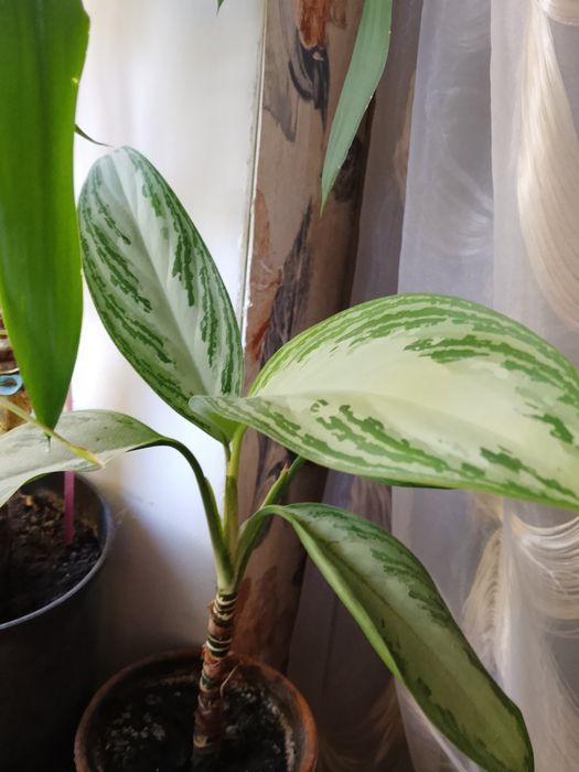 Продам вазони свої