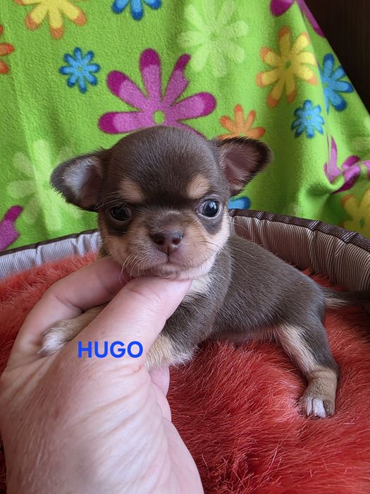 HUGO  zarezerwowany