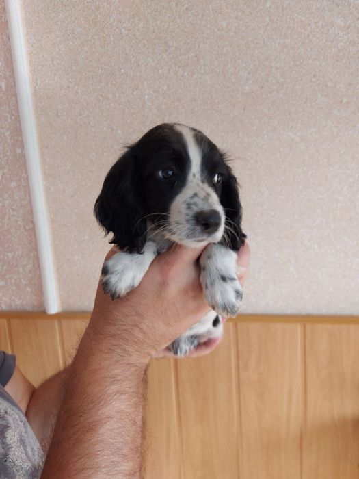 Малюки англ кокер спаніеля