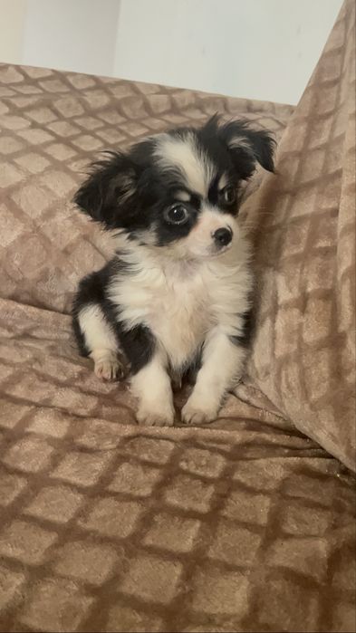 Maravilhoso chihuahua pelo comprido