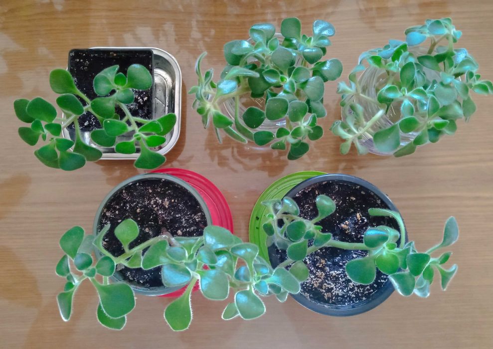 Аихризон дерево любви