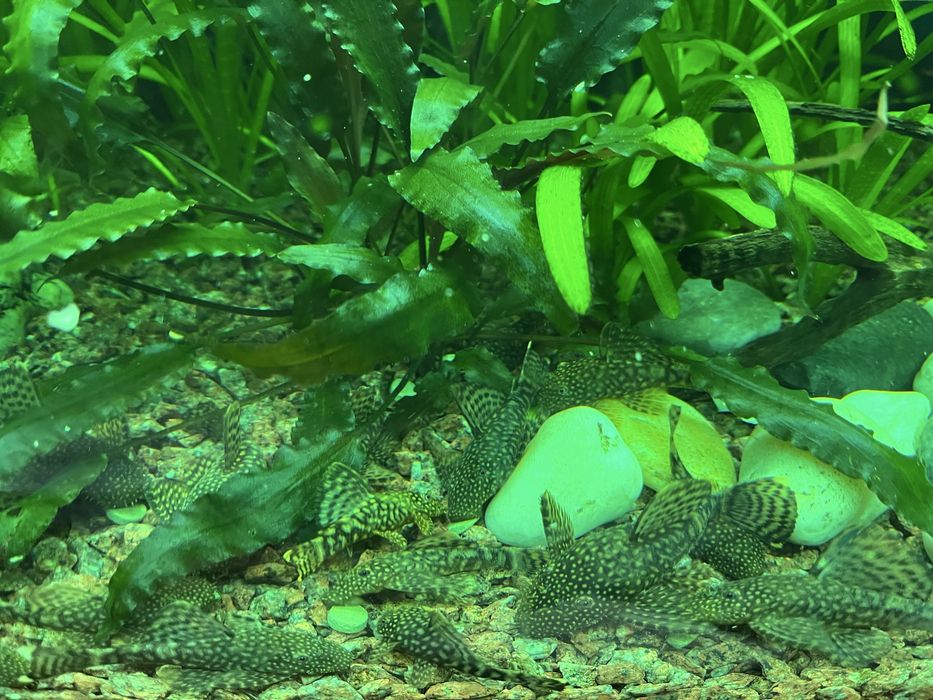 Анциструси 5-8см продам або обміняю