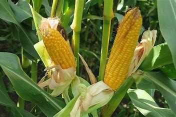 Nasiona kukurydzy SM GIEWONT, Fao 260,50 tys-przyjmujemy zamówienia