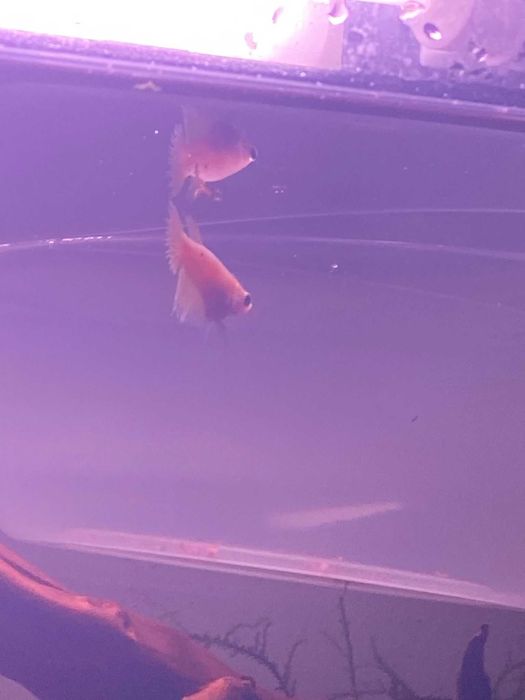 Peixe Betta Fêmea Crowntail Branco