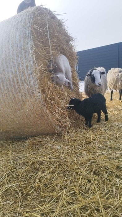 Барани Вівці молоді