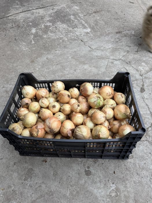 Vendo cebola nova