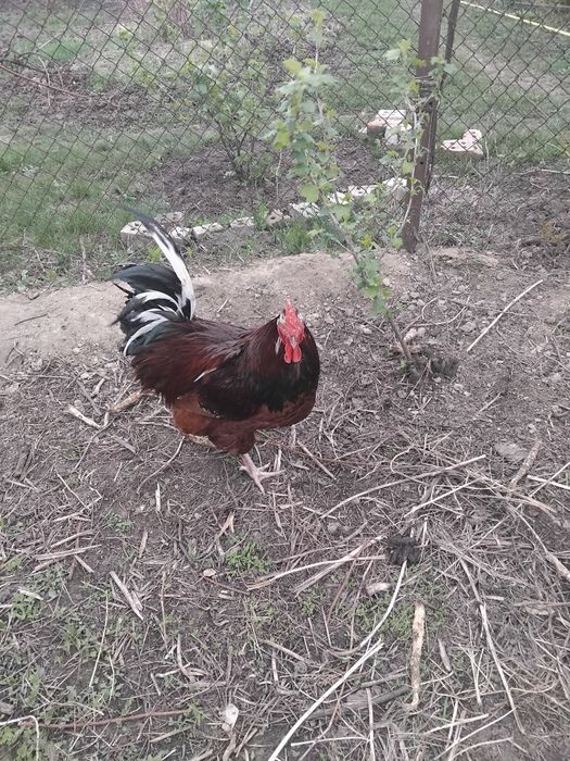 Продам півня Лівенська ситцева.
