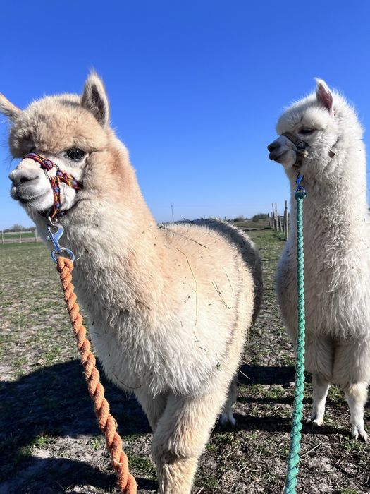Alpaka młode samczyki 2025