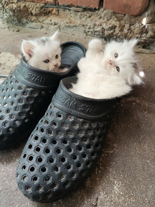 Кошенята ангора турецька