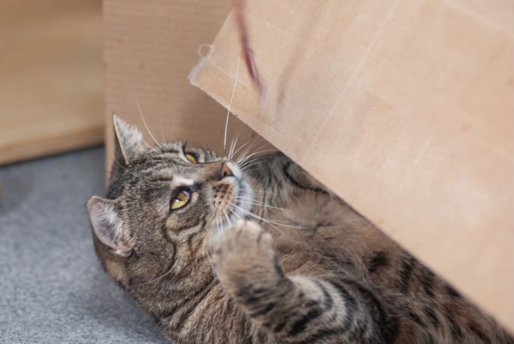 Hera - kotka felv szuka domu