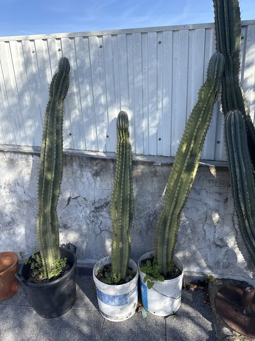 Cactus de mandacaru