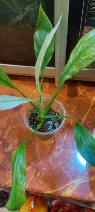 Спатифиллум Нью Ван,пальма веерная,диффенбахия тропик.