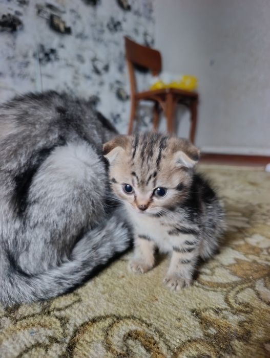 Продам шотландських кошенят