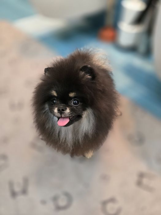 Przepiękną sunia pomeranian FCI  typie misia