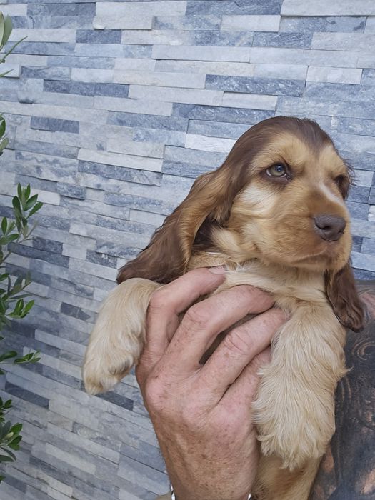 Cocker Spaniel Angielski