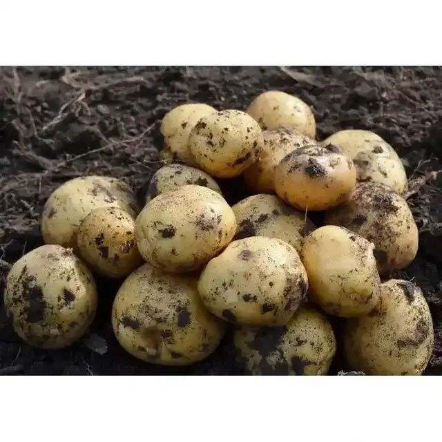 Продам молоду картоплю