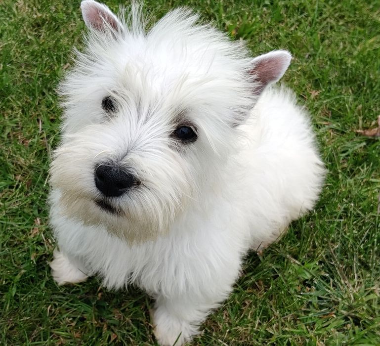West Highland White Terrier sunia