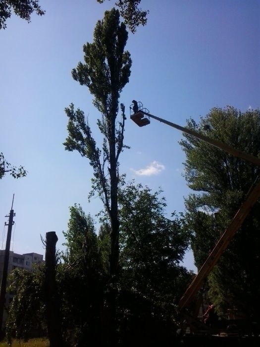 Зрізати дерево, зрізання дерев, спиляти дерево, обрізка дерев