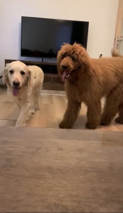 Goldendoodle / golden retriever