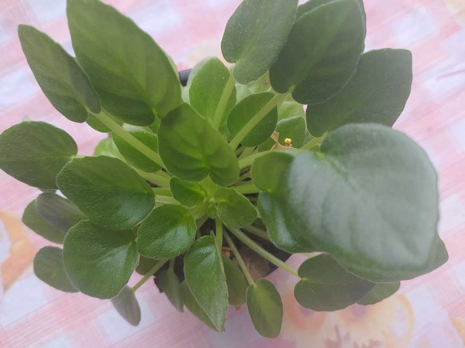 Фиалка Белая Земляничка, детка