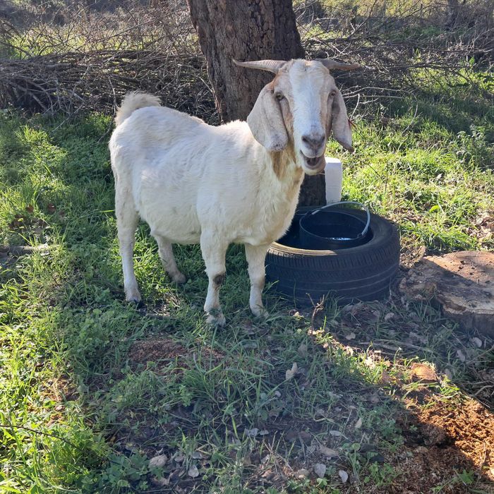 Vendo cabra cruzada
