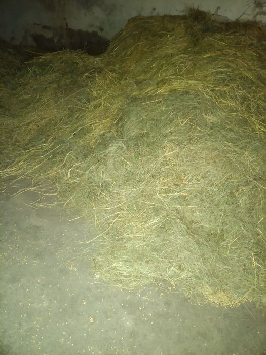 Продам гарне свіже,торішнє сіно.