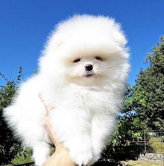 Міні мішкі Львів