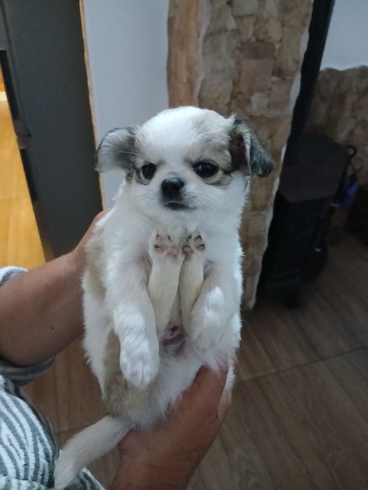 Chiuhuahua macho