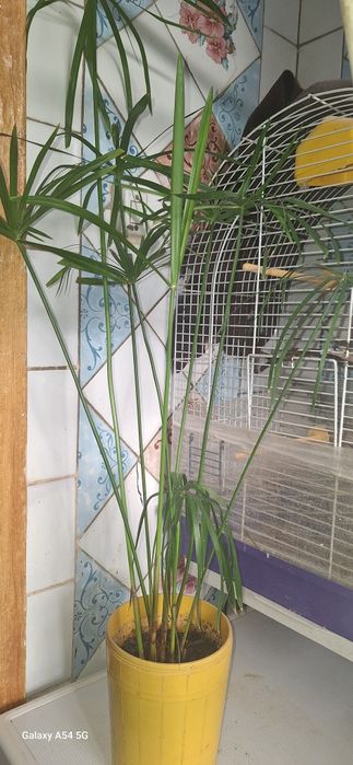 кімнатні рослини, квіти / цветы