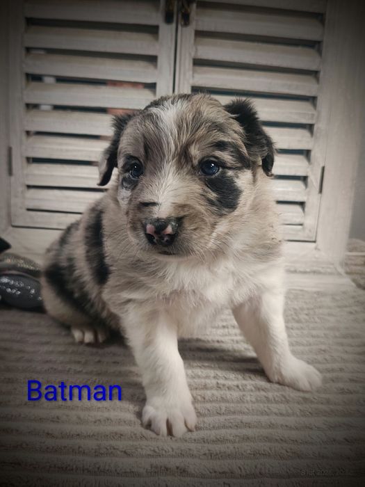 Border collie piesek Blue merle przebadani rodzice