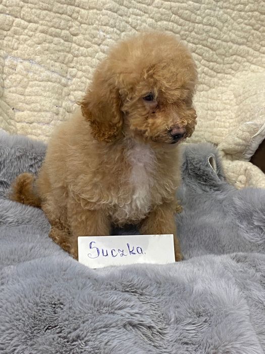 Sprzedam piękne cockapoo