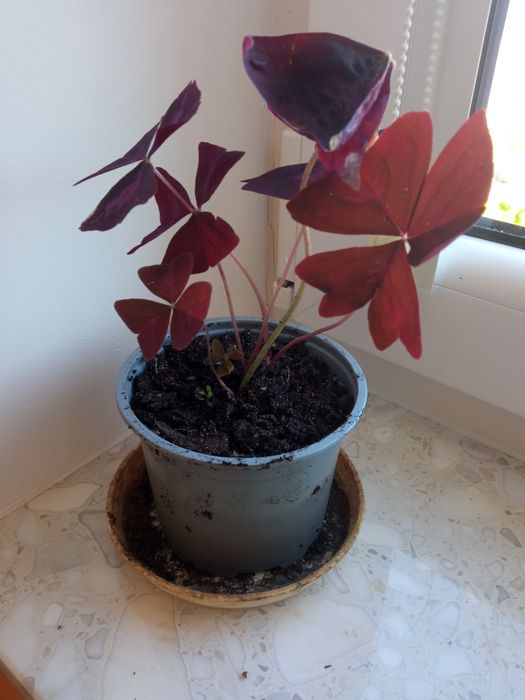 Kwiat szczawik trójkątny.