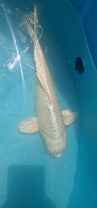 Carpa koi com 32cm