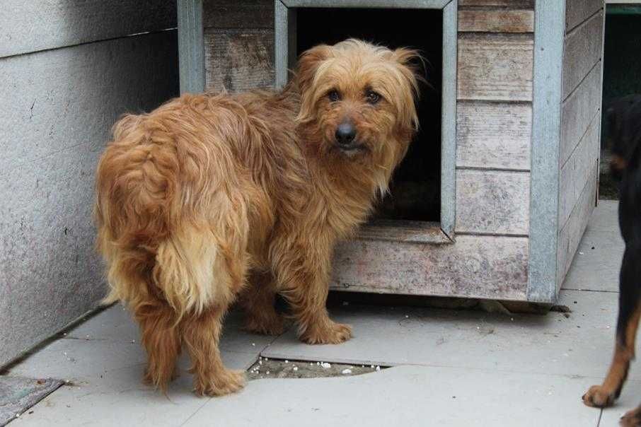 088992 Marcel do adopcji