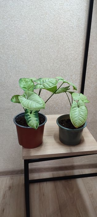 Кімнатні квіти сингоніум,аглеонема