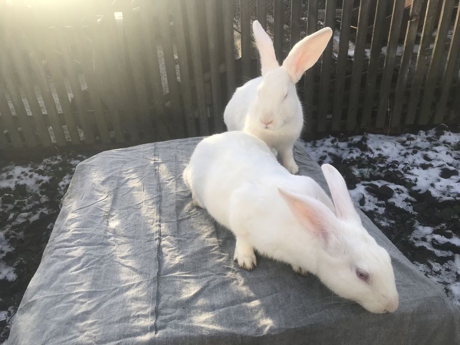 Корили Термонська біла (Термонці) ЧИСТОКРОВНІ