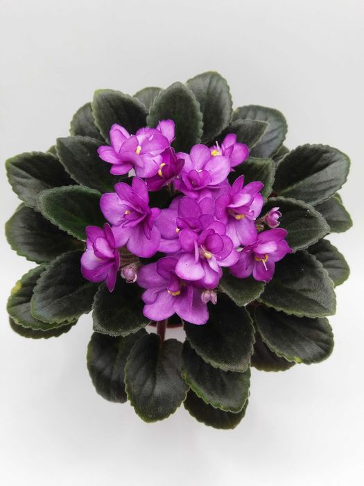 Фіалки міні/напівміні набори