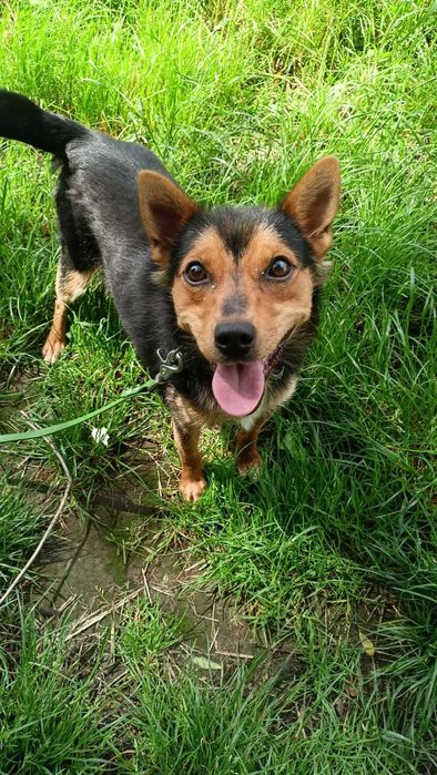 Flisak poleca się do adopcji :)