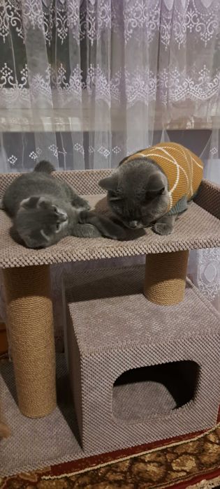 Шотландець висловухий вакцинацією па портом окрас блакитний